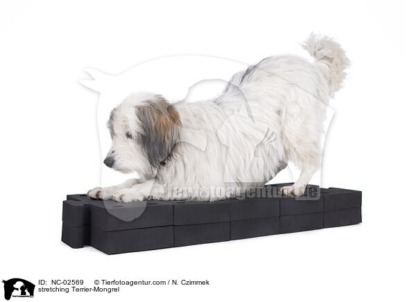 Terrier-Mischling dehnt sich / stretching Terrier-Mongrel / NC-02569