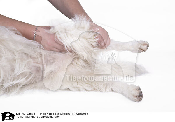 Terrier-Mischling bei der Tierphysiotherapie / Terrier-Mongrel at physiotherapy / NC-02571