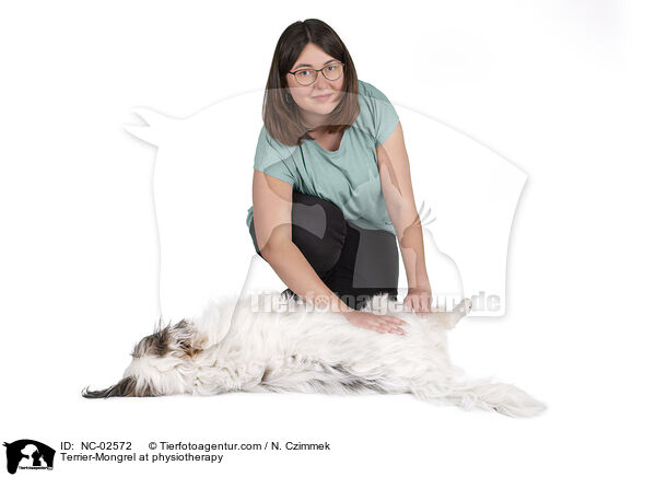 Terrier-Mischling bei der Tierphysiotherapie / Terrier-Mongrel at physiotherapy / NC-02572