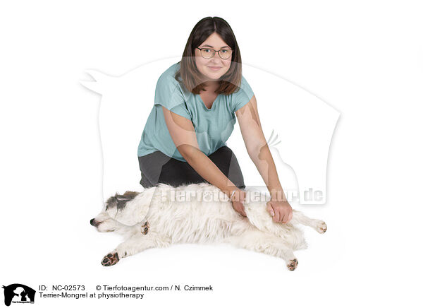 Terrier-Mischling bei der Tierphysiotherapie / Terrier-Mongrel at physiotherapy / NC-02573