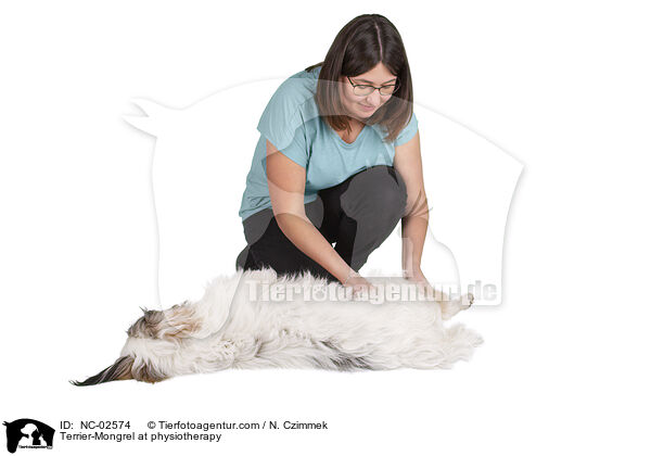 Terrier-Mischling bei der Tierphysiotherapie / Terrier-Mongrel at physiotherapy / NC-02574