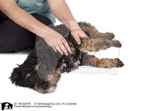 Terrier-Mischling bei der Tierphysiotherapie / Terrier-Mongrel at physiotherapy / NC-02576