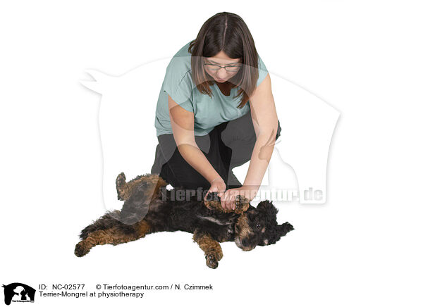 Terrier-Mischling bei der Tierphysiotherapie / Terrier-Mongrel at physiotherapy / NC-02577