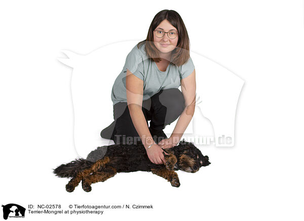 Terrier-Mischling bei der Tierphysiotherapie / Terrier-Mongrel at physiotherapy / NC-02578