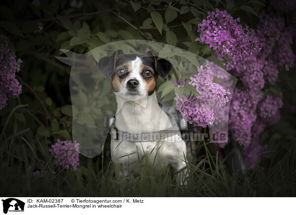 Jack-Russell-Terrier-Mischling im Rollstuhl / Jack-Russell-Terrier-Mongrel in wheelchair / KAM-02387