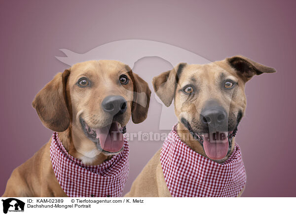 Dackel-Mischling Portrait / Dachshund-Mongrel Portrait / KAM-02389