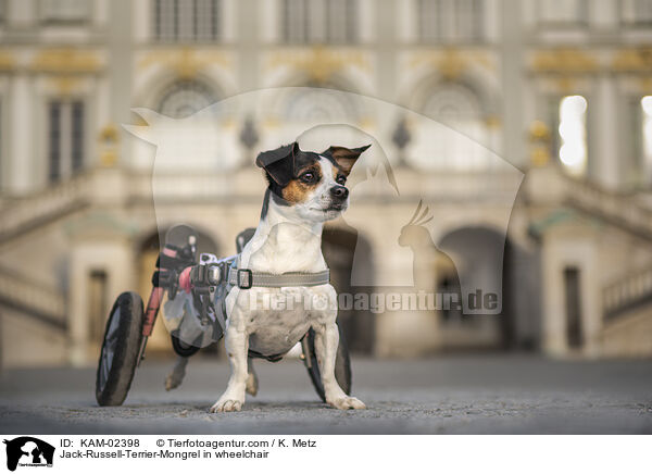 Jack-Russell-Terrier-Mischling im Rollstuhl / Jack-Russell-Terrier-Mongrel in wheelchair / KAM-02398