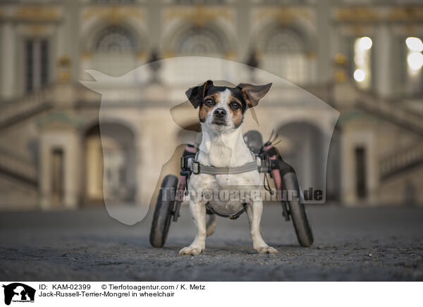 Jack-Russell-Terrier-Mischling im Rollstuhl / Jack-Russell-Terrier-Mongrel in wheelchair / KAM-02399