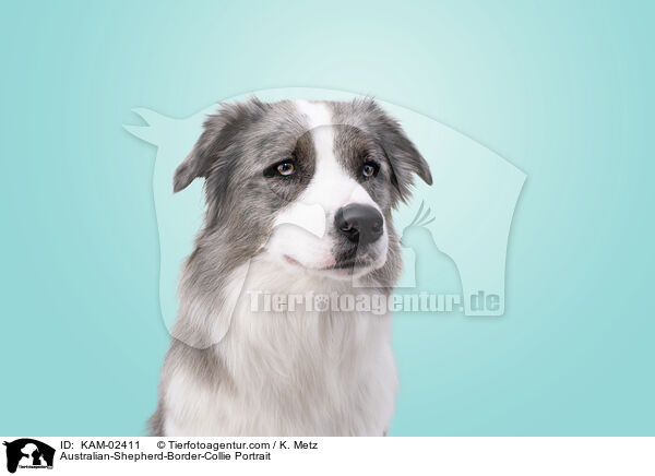 Australian-Shepherd-Border-Collie Portrait / Australian-Shepherd-Border-Collie Portrait / KAM-02411