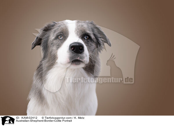 Australian-Shepherd-Border-Collie Portrait / Australian-Shepherd-Border-Collie Portrait / KAM-02412