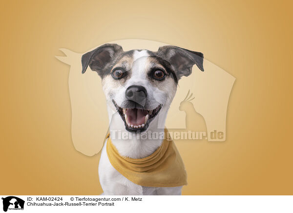 Chihuahua-Jack-Russell-Terrier Portrait / Chihuahua-Jack-Russell-Terrier Portrait / KAM-02424