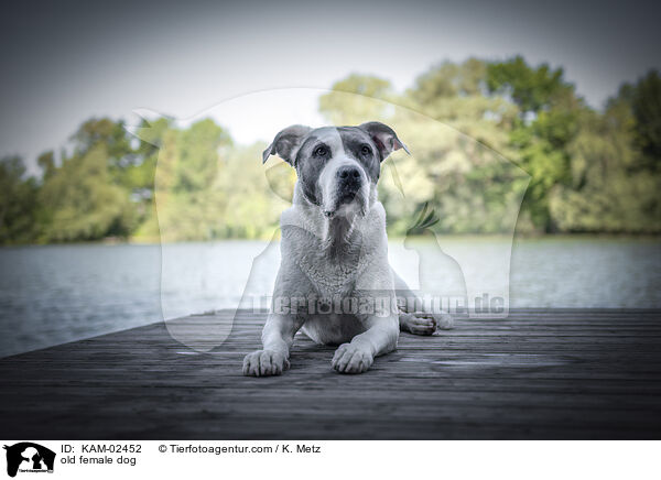 alte Hndin / old female dog / KAM-02452
