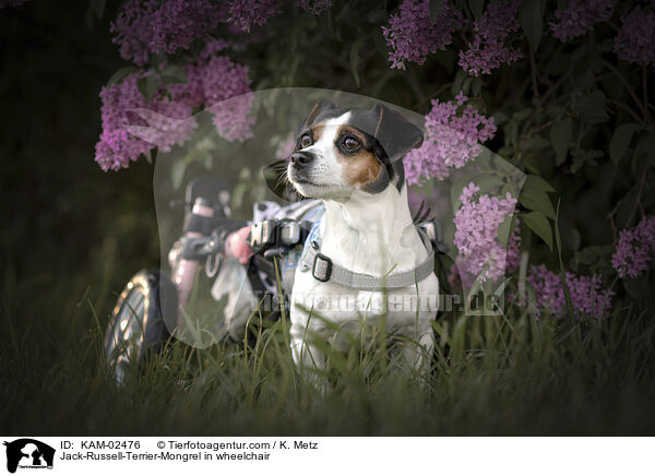 Jack-Russell-Terrier-Mischling im Rollstuhl / Jack-Russell-Terrier-Mongrel in wheelchair / KAM-02476