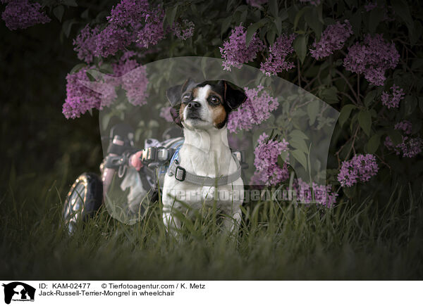 Jack-Russell-Terrier-Mischling im Rollstuhl / Jack-Russell-Terrier-Mongrel in wheelchair / KAM-02477