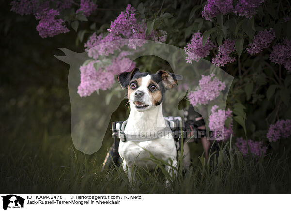 Jack-Russell-Terrier-Mischling im Rollstuhl / Jack-Russell-Terrier-Mongrel in wheelchair / KAM-02478