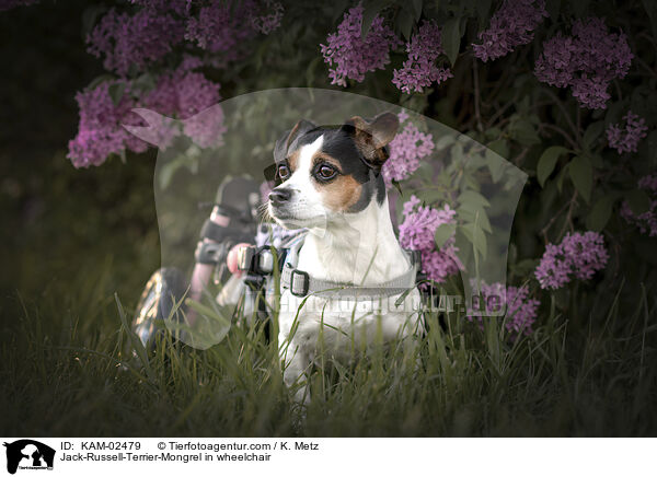 Jack-Russell-Terrier-Mongrel in wheelchair / KAM-02479