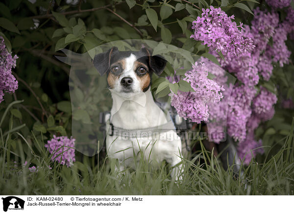 Jack-Russell-Terrier-Mischling im Rollstuhl / Jack-Russell-Terrier-Mongrel in wheelchair / KAM-02480