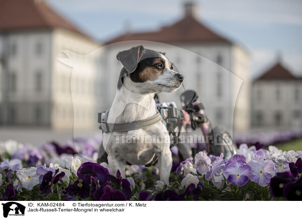 Jack-Russell-Terrier-Mischling im Rollstuhl / Jack-Russell-Terrier-Mongrel in wheelchair / KAM-02484