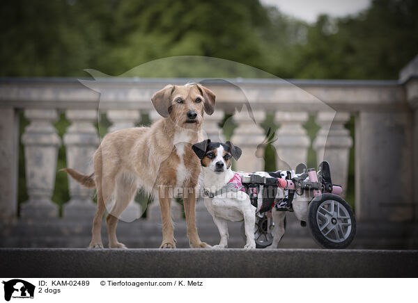 2 Hunde / 2 dogs / KAM-02489