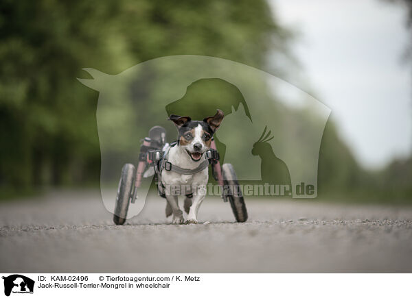 Jack-Russell-Terrier-Mischling im Rollstuhl / Jack-Russell-Terrier-Mongrel in wheelchair / KAM-02496