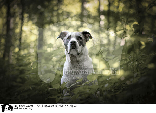alte Hndin / old female dog / KAM-02508