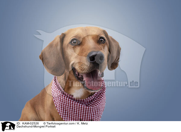 Dackel-Mischling Portrait / Dachshund-Mongrel Portrait / KAM-02526
