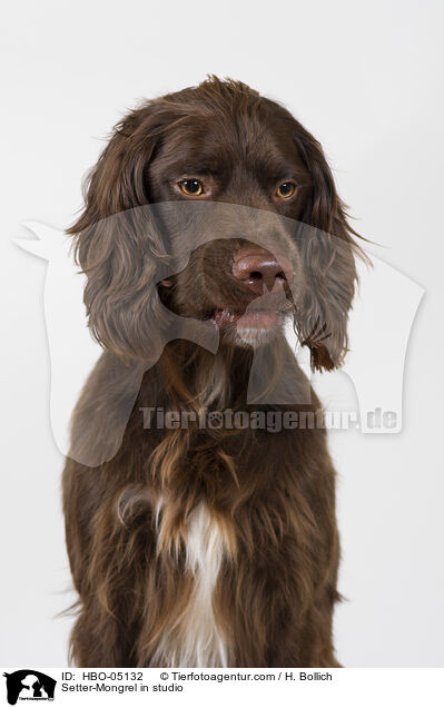 Setter-Mischling im Studio / Setter-Mongrel in studio / HBO-05132