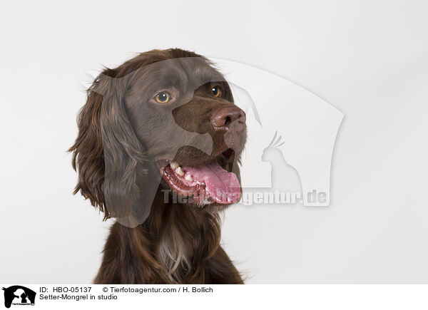 Setter-Mischling im Studio / Setter-Mongrel in studio / HBO-05137