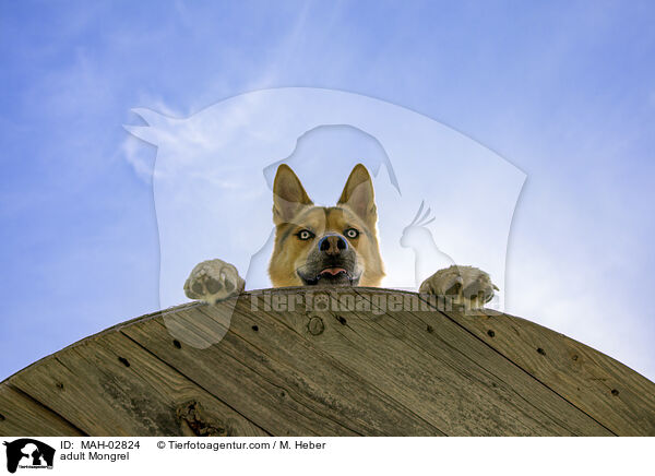 ausgewachsener Mischling / adult Mongrel / MAH-02824