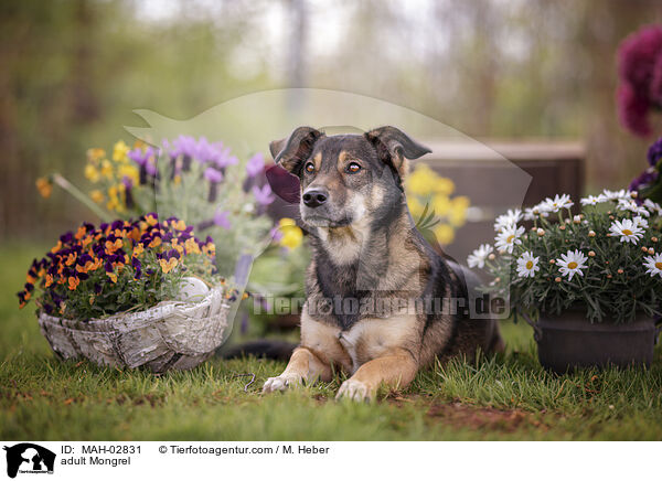 ausgewachsener Mischling / adult Mongrel / MAH-02831
