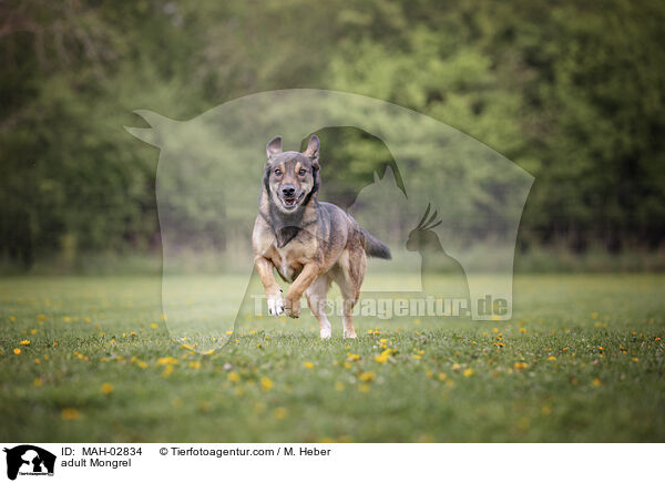 ausgewachsener Mischling / adult Mongrel / MAH-02834