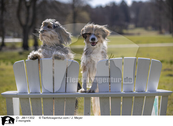 2 Mischlinge / 2 mongrels / JM-11302