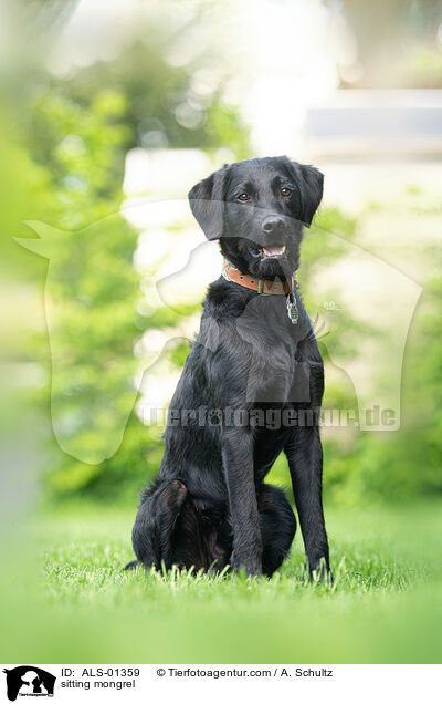 sitzender Mischling / sitting mongrel / ALS-01359