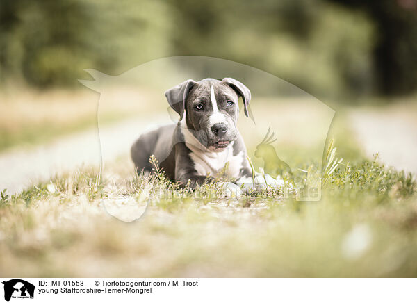 junger Staffordshire-Terrier-Mischling / young Staffordshire-Terrier-Mongrel / MT-01553
