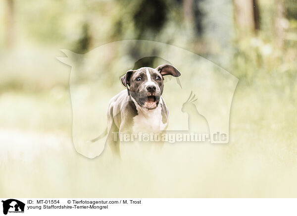 junger Staffordshire-Terrier-Mischling / young Staffordshire-Terrier-Mongrel / MT-01554