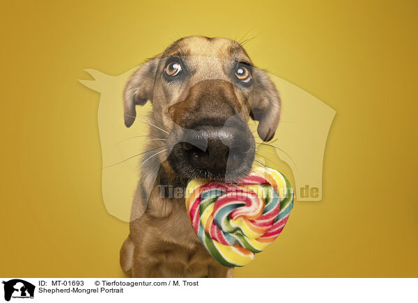 Schferhund-Mischling Portrait / Shepherd-Mongrel Portrait / MT-01693