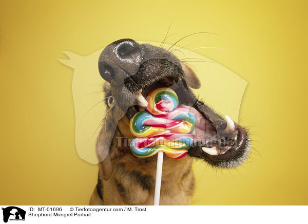 Schferhund-Mischling Portrait / Shepherd-Mongrel Portrait / MT-01696