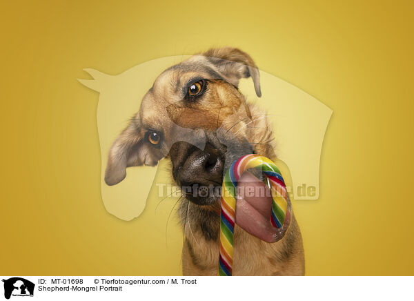 Schferhund-Mischling Portrait / Shepherd-Mongrel Portrait / MT-01698