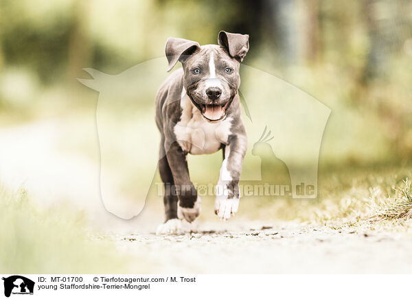 junger Staffordshire-Terrier-Mischling / young Staffordshire-Terrier-Mongrel / MT-01700