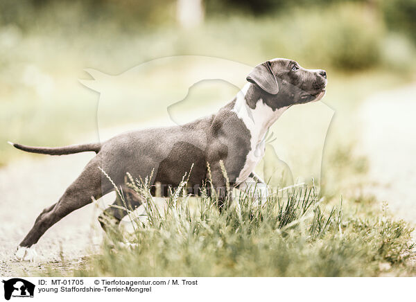junger Staffordshire-Terrier-Mischling / young Staffordshire-Terrier-Mongrel / MT-01705