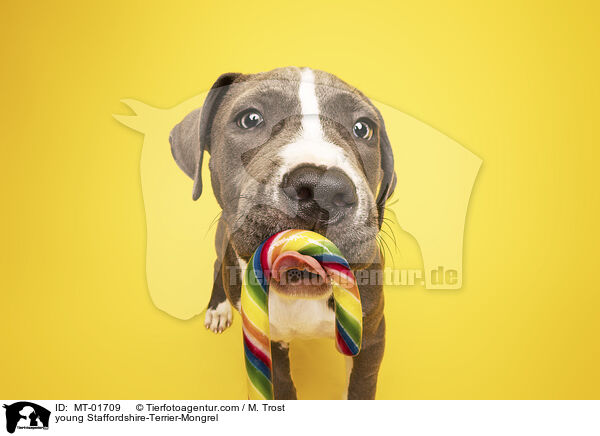junger Staffordshire-Terrier-Mischling / young Staffordshire-Terrier-Mongrel / MT-01709