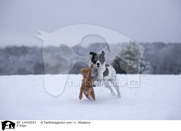 2 Hunde / 2 dogs / LH-02031