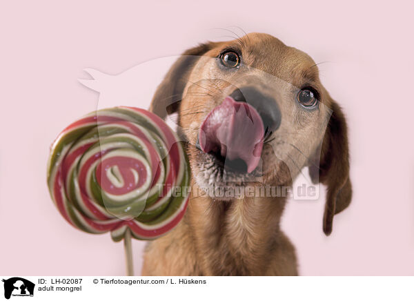 ausgewachsener Mischling / adult mongrel / LH-02087