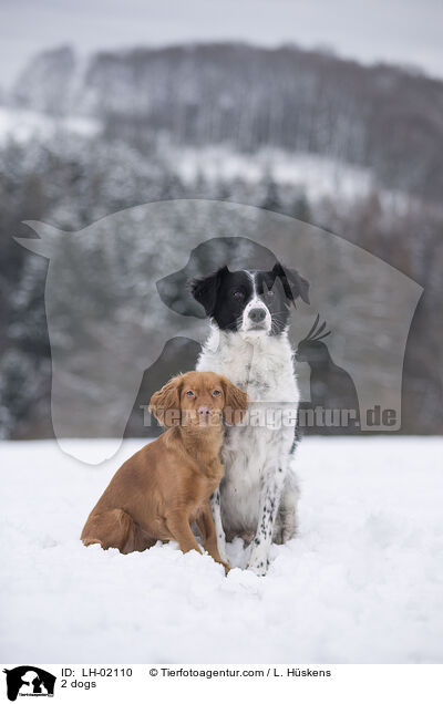 2 Hunde / 2 dogs / LH-02110