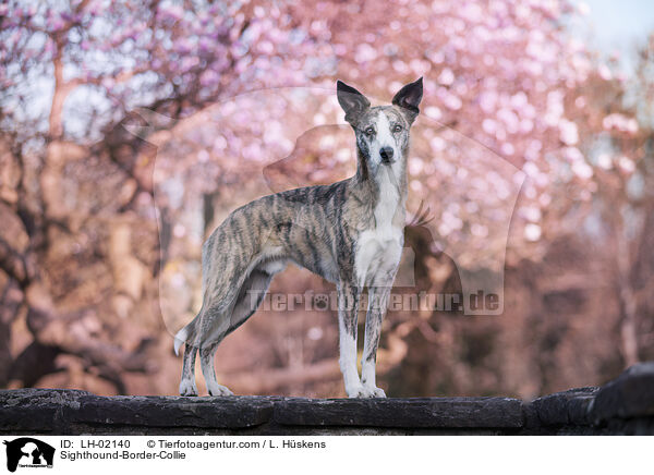 Whippet-Border-Collie / Sighthound-Border-Collie / LH-02140