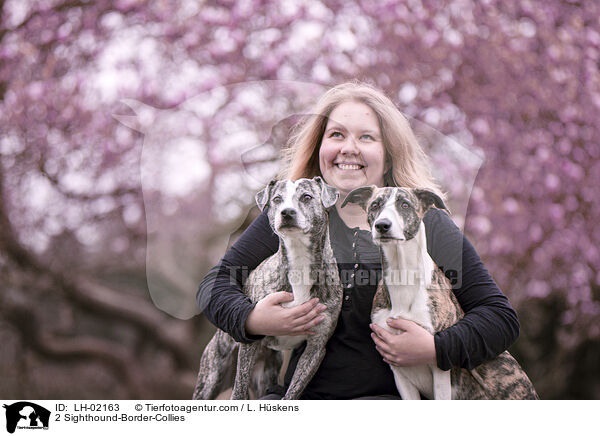 2 Whippet-Border-Collies / 2 Sighthound-Border-Collies / LH-02163