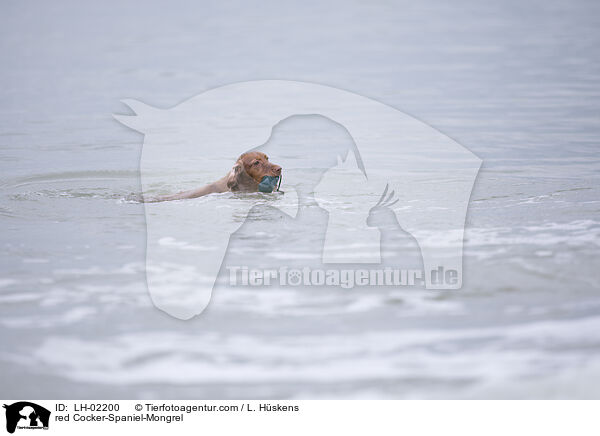 roter Cocker-Spaniel-Mischling / red Cocker-Spaniel-Mongrel / LH-02200