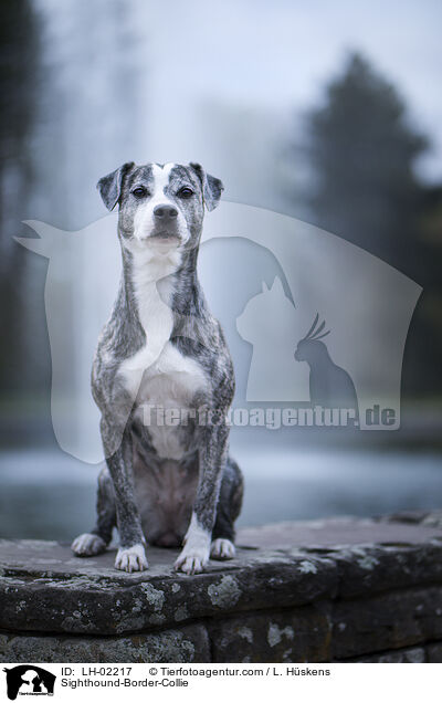 Whippet-Border-Collie / Sighthound-Border-Collie / LH-02217