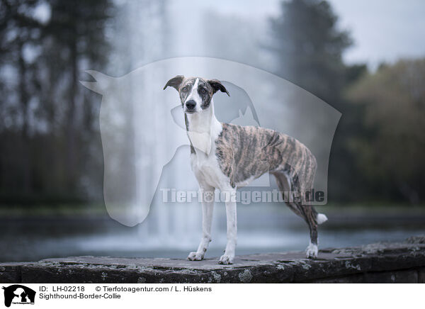 Whippet-Border-Collie / Sighthound-Border-Collie / LH-02218