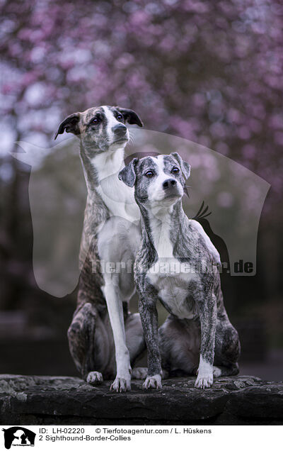 2 Whippet-Border-Collies / 2 Sighthound-Border-Collies / LH-02220